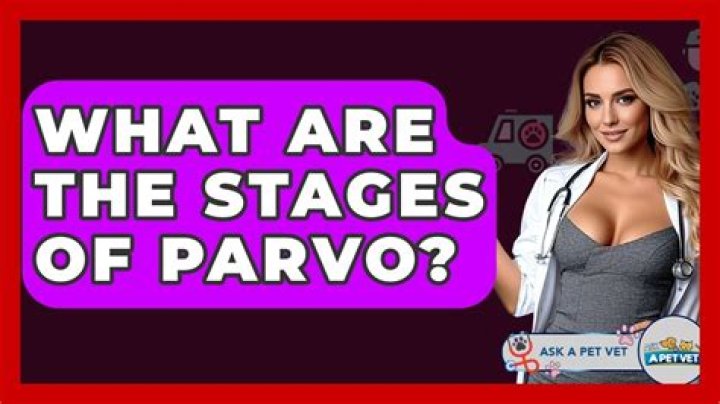 What are the stages of parvo?