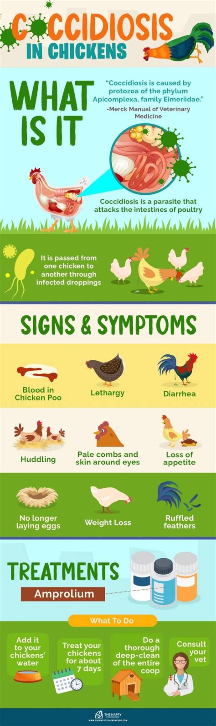 What are the symptoms of coccidiosis in chickens?