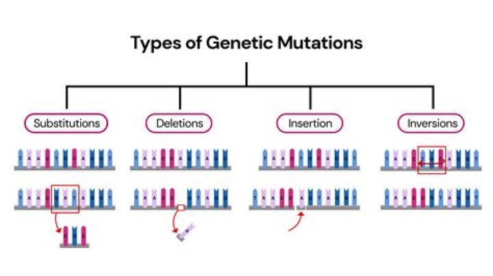 What are the two basic types of mutations and know their differences?
