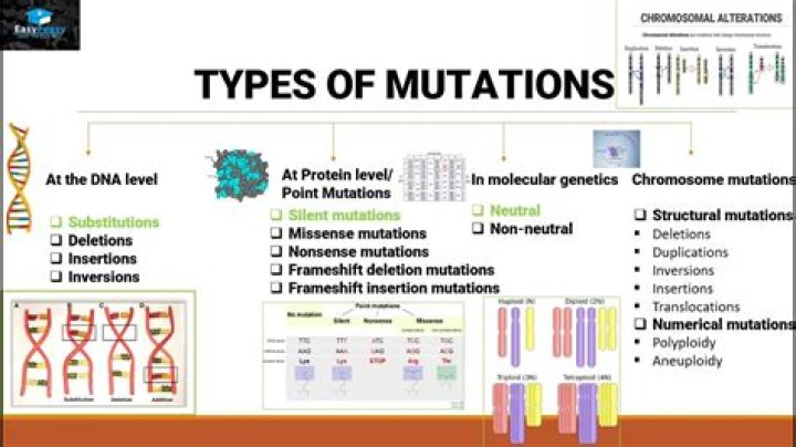 What are the two main types of mutations?
