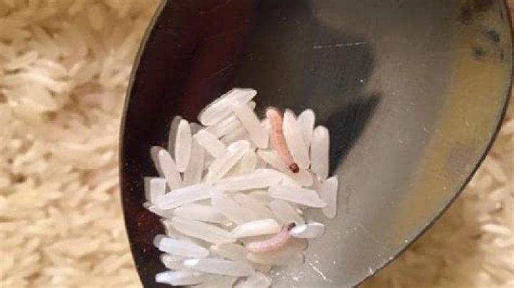 What are the worms that look like rice?