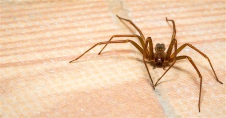 What attracts brown recluse spiders?