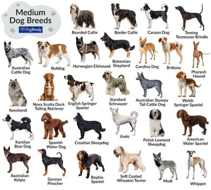 What breed of dog is most loyal?
