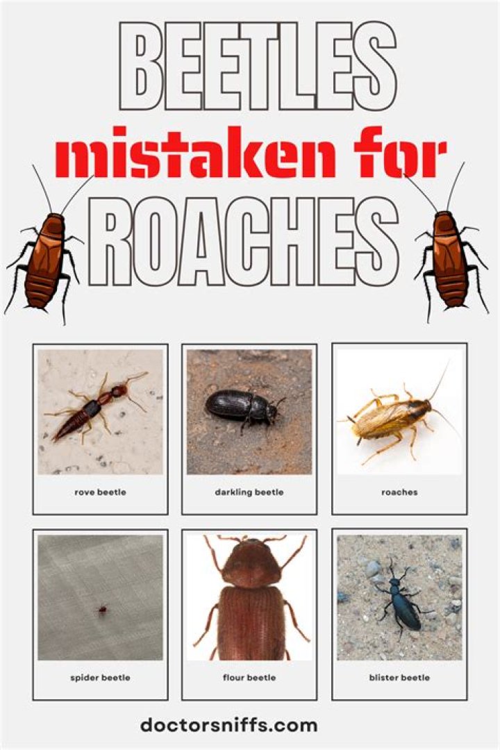 What bugs can be mistaken for baby roaches?