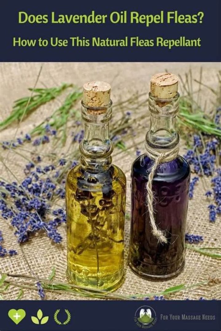 What bugs does lavender oil repel?