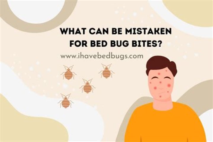 What can be mistaken for bed bug?