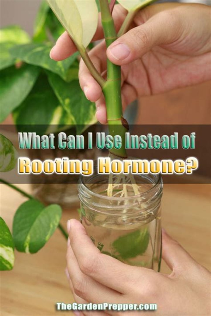 What can I use instead of rooting hormone?