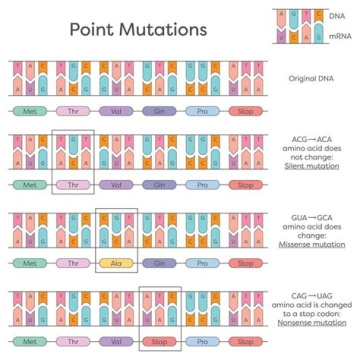 What can point mutations lead to?