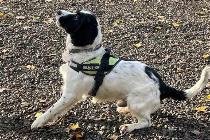 What can sniffer dogs smell?