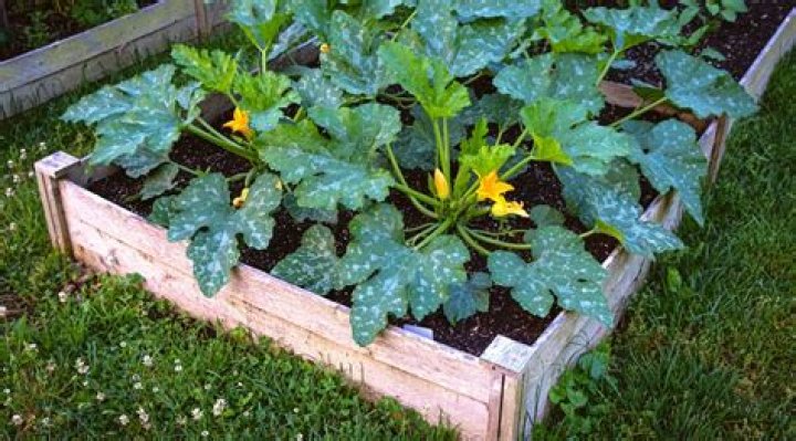 What can you not plant with zucchini?