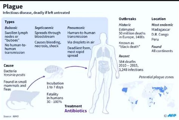 What causes a mouse plague?