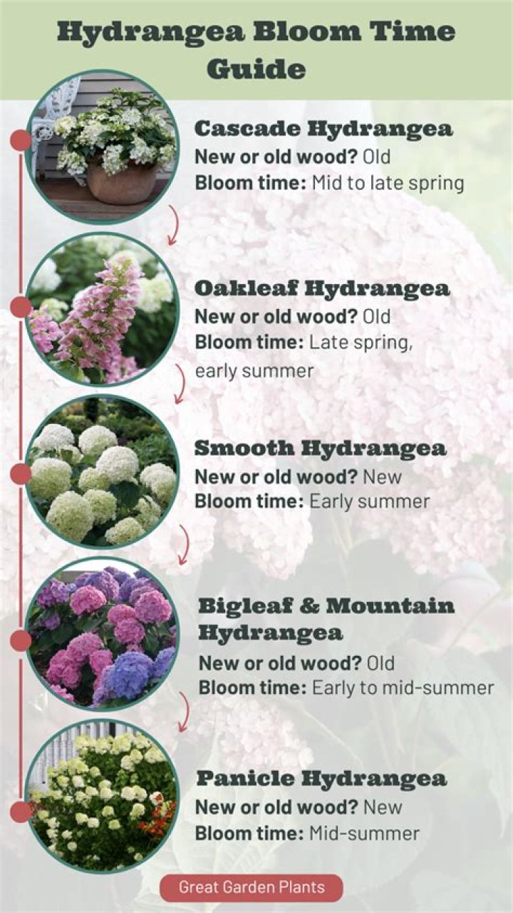 What causes hydrangeas Not to bloom?