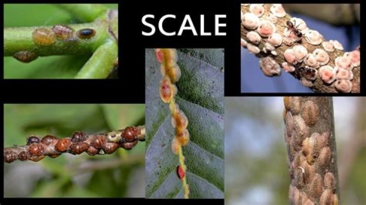 What causes scale in oil wells?