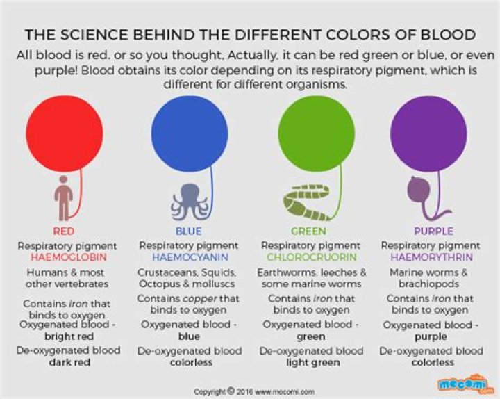 What color human blood is blue?