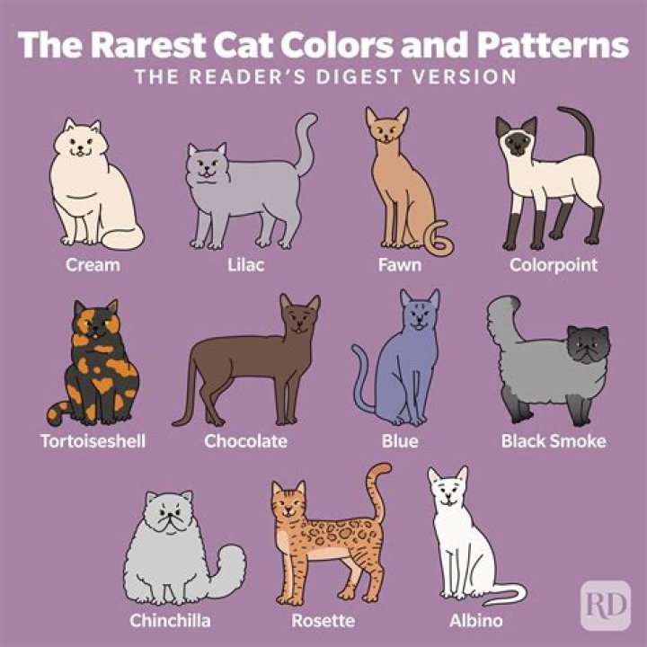 What color makes cats happy?