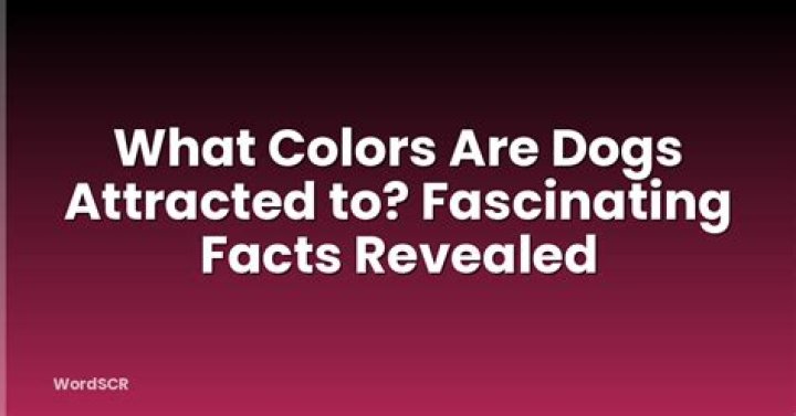 What colors are dogs attracted to?