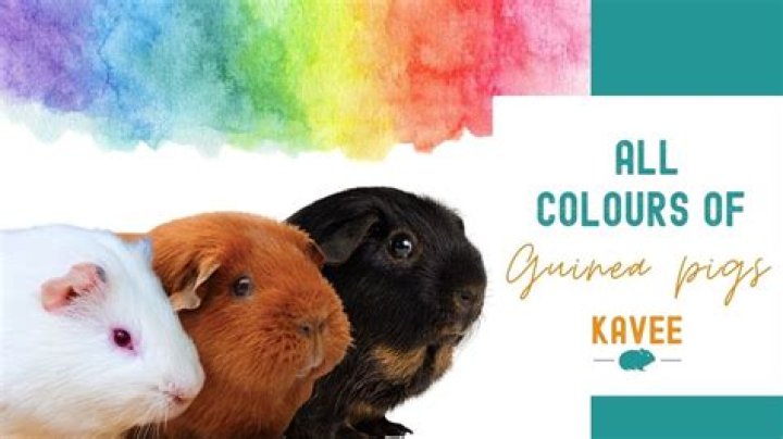 What colors do guinea pigs see?