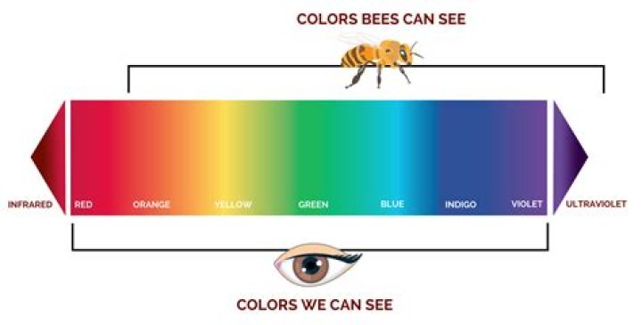 What colours do bees not like?