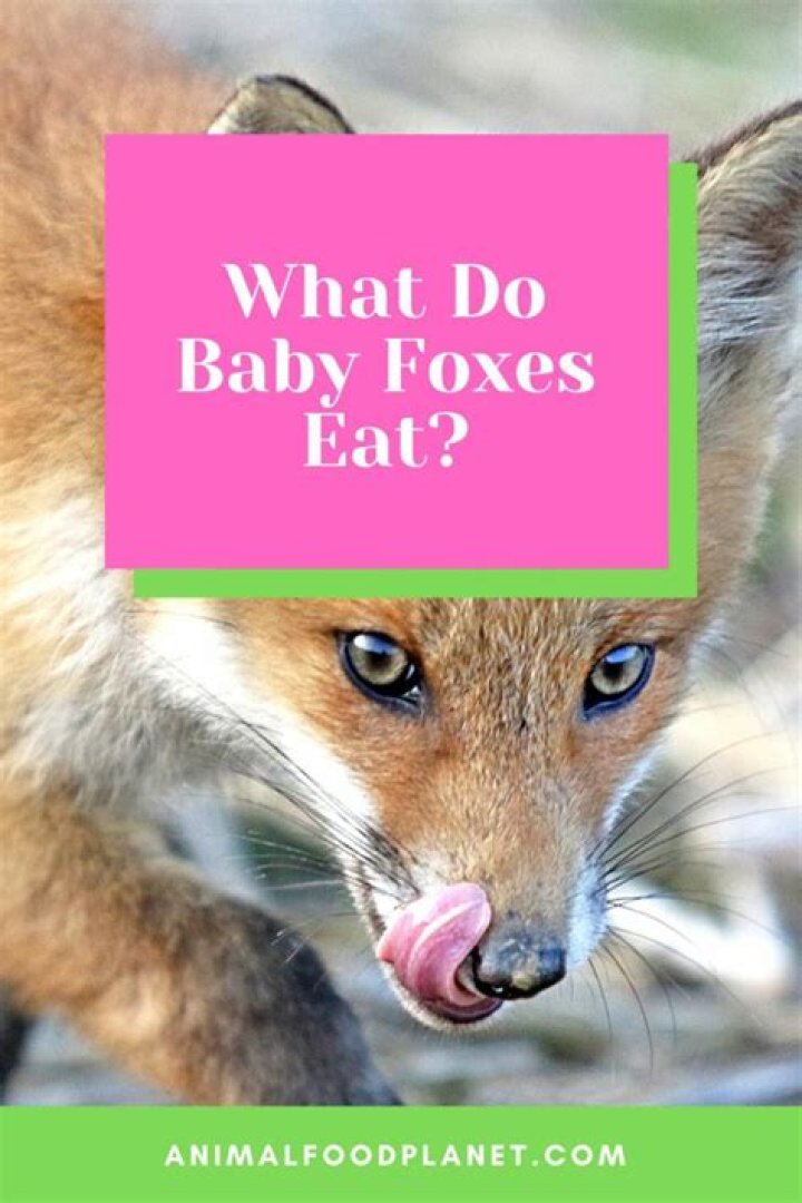 What do baby fox eat?