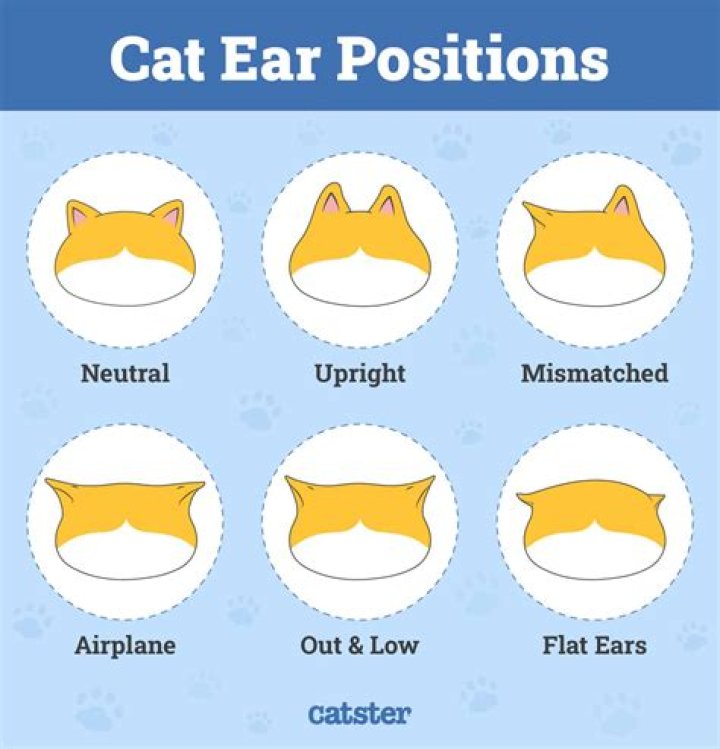 What do cat ears symbolize?