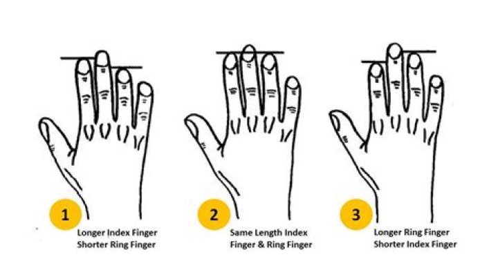 What do different finger lengths mean?