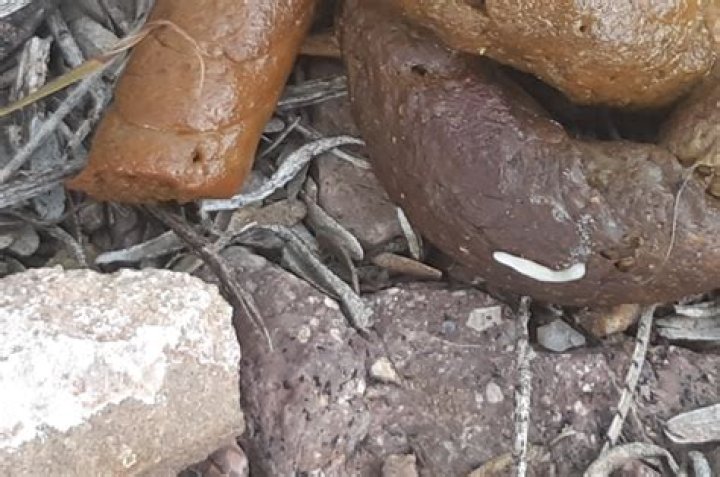 What do dog poop worms look like?