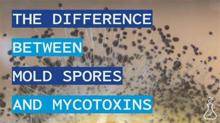 What do mold spores attach to?