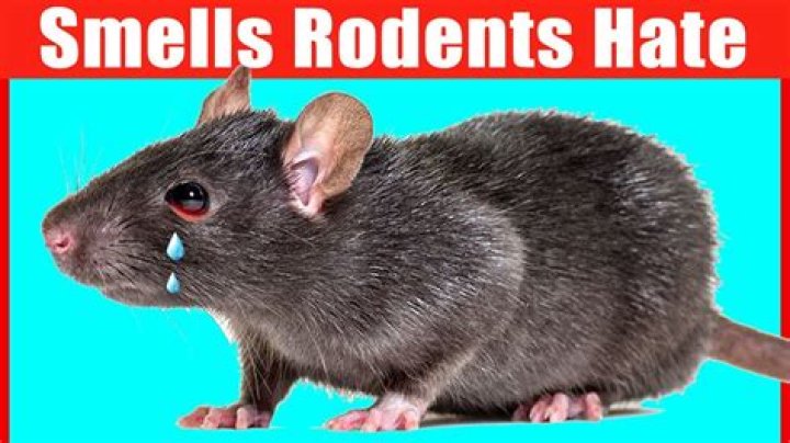 What do rats not like the smell of?