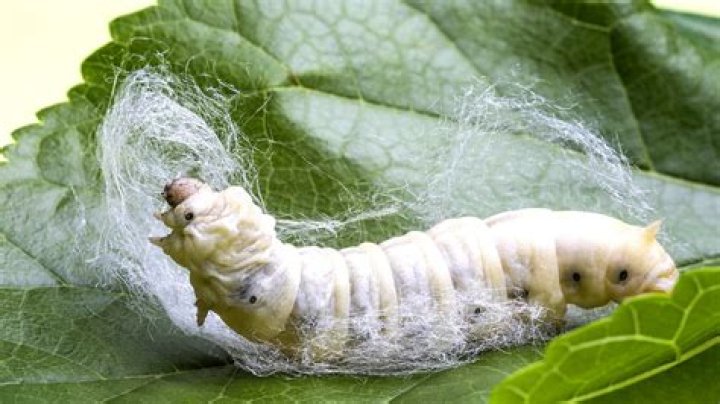 What do silk worms eat?