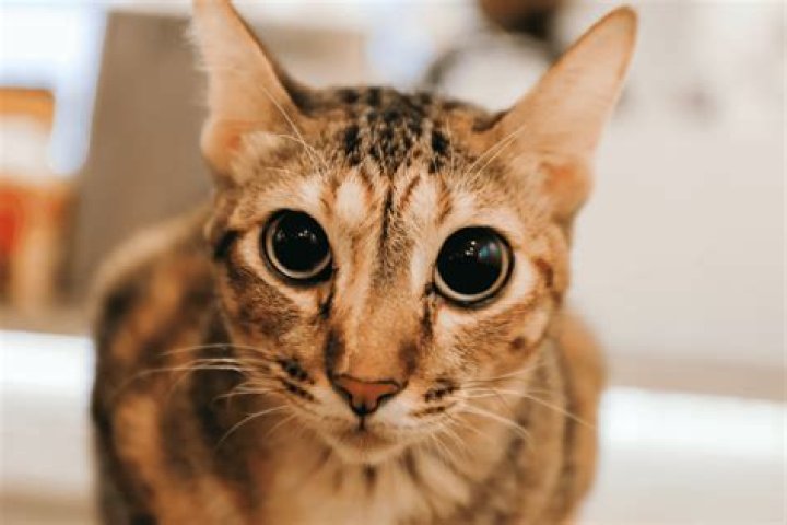 What do they call cats in Mexico?