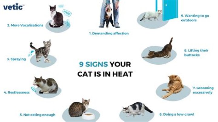 What do you do if someone takes your cat?