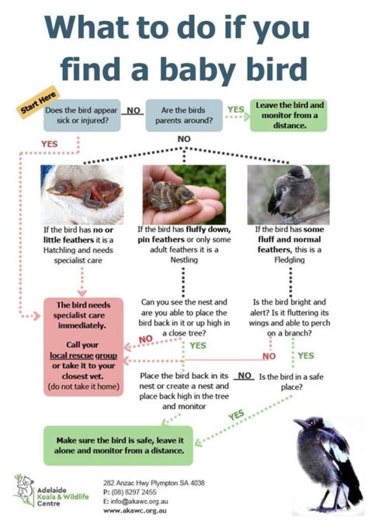 What do you do if you find a baby fox in your garden?