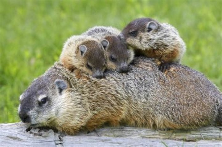 What do you do if you find a baby groundhog?