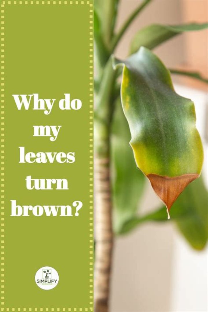 What do you do when the tips of leaves turn brown?