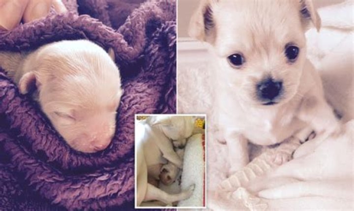 What do you do with a dead newborn puppy?