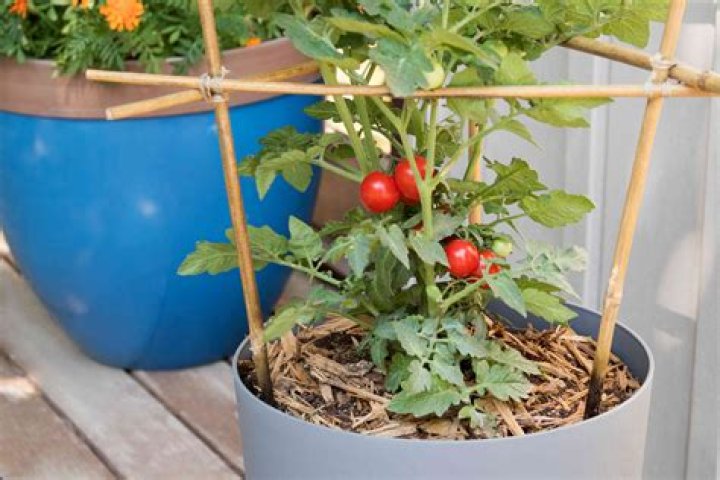 What do you put under tomato plants?