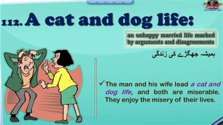 What does a cat and dog life mean?