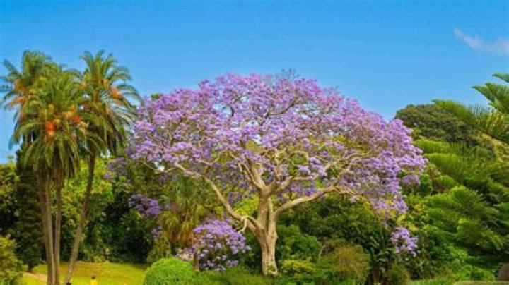 What does a jacaranda tree symbolize?