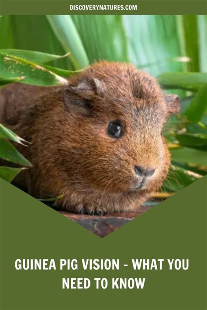 What does guinea pig vision look like?