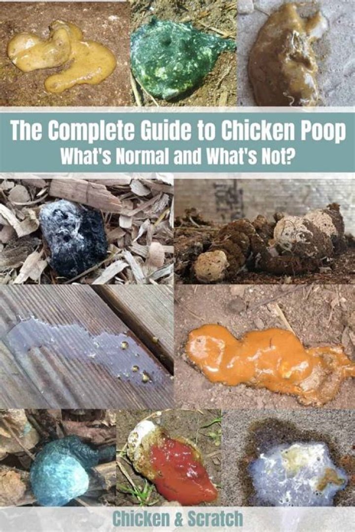What does healthy chicken poop look like?