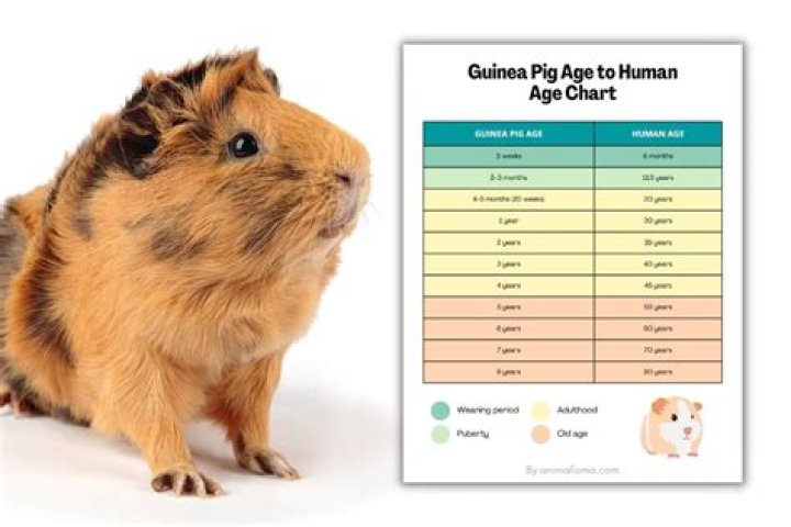 What does it mean if a guinea pig lays down?