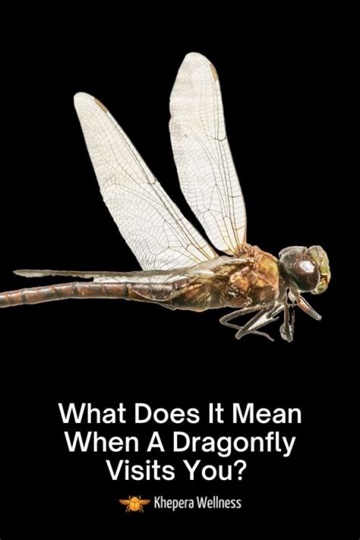 What does it mean when a dragonfly sits on your head?