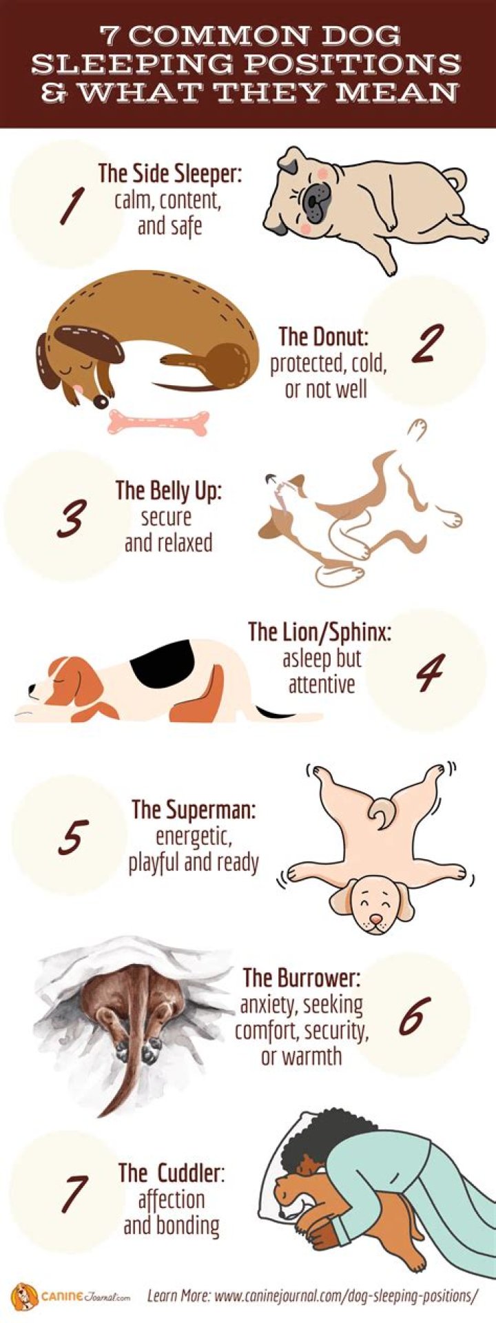 What does it mean when dogs sleep on you?