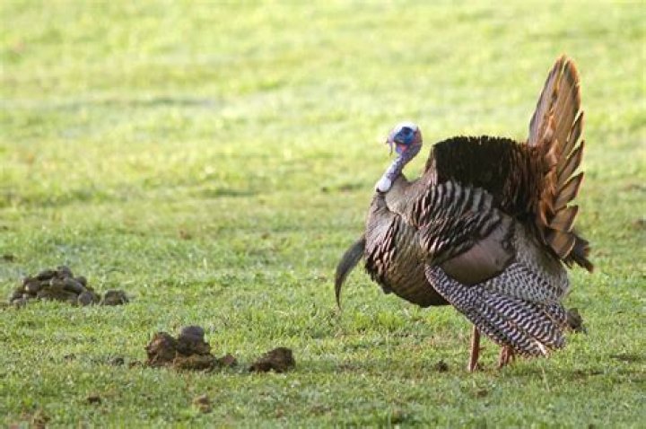 What does normal turkey poop look like?