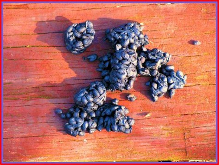 What does raccoon poop look like?