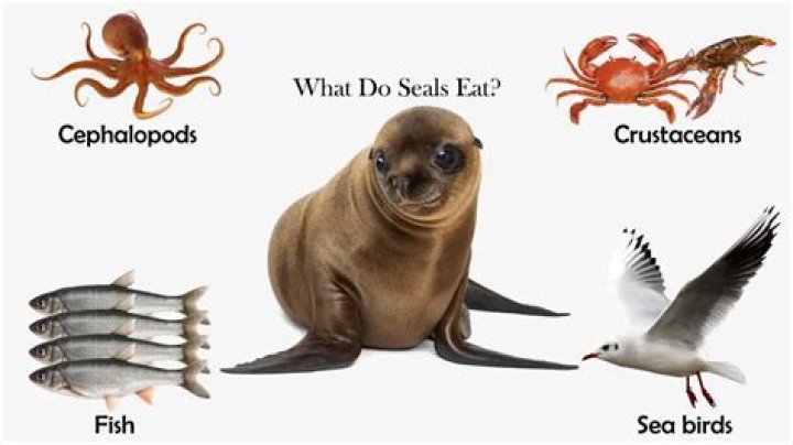 What does seal taste like?