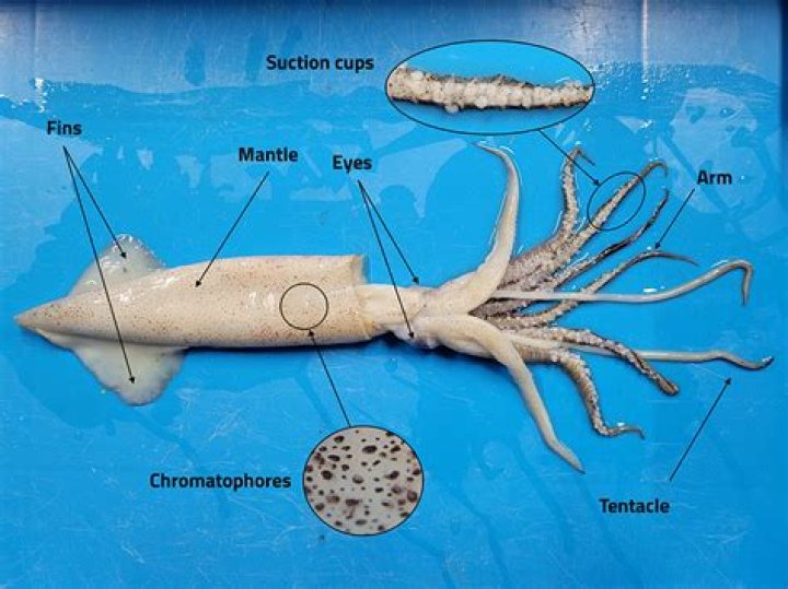 What does squid mean in the Navy?