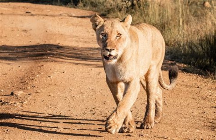 What does two lions represent?