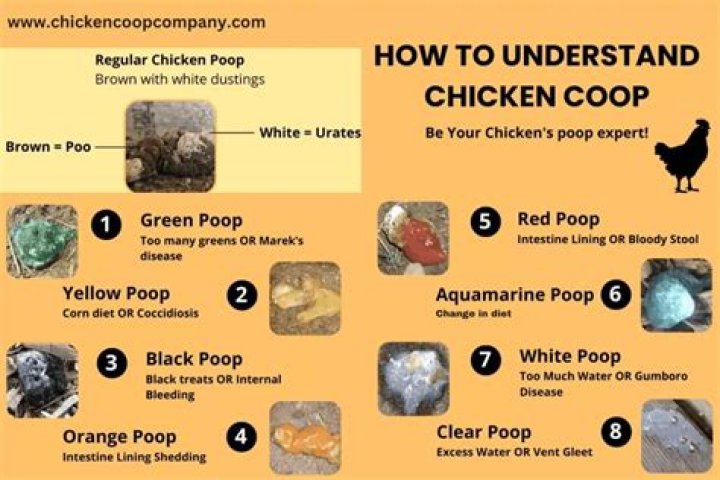 What does unhealthy chicken poop look like?