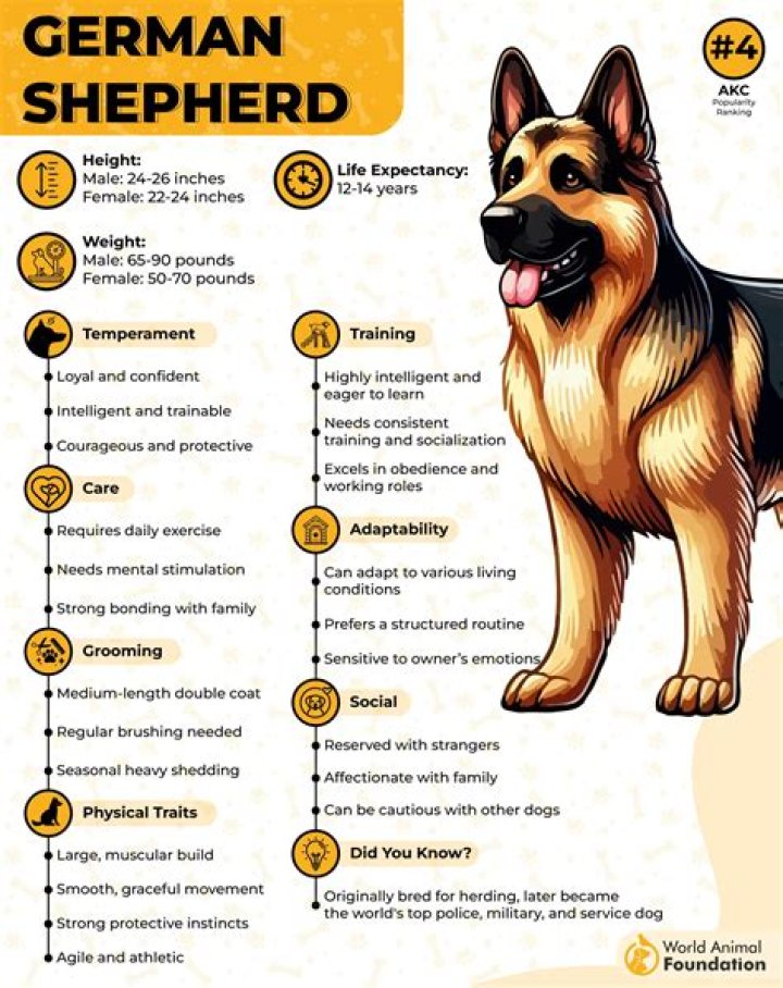 What dog can beat a German Shepherd?
